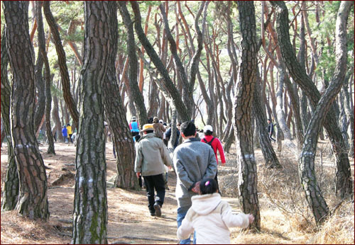 삼릉 솔숲을 지나 남산을 오르는 등산객 가운데 아이들이 많이 보인다. 